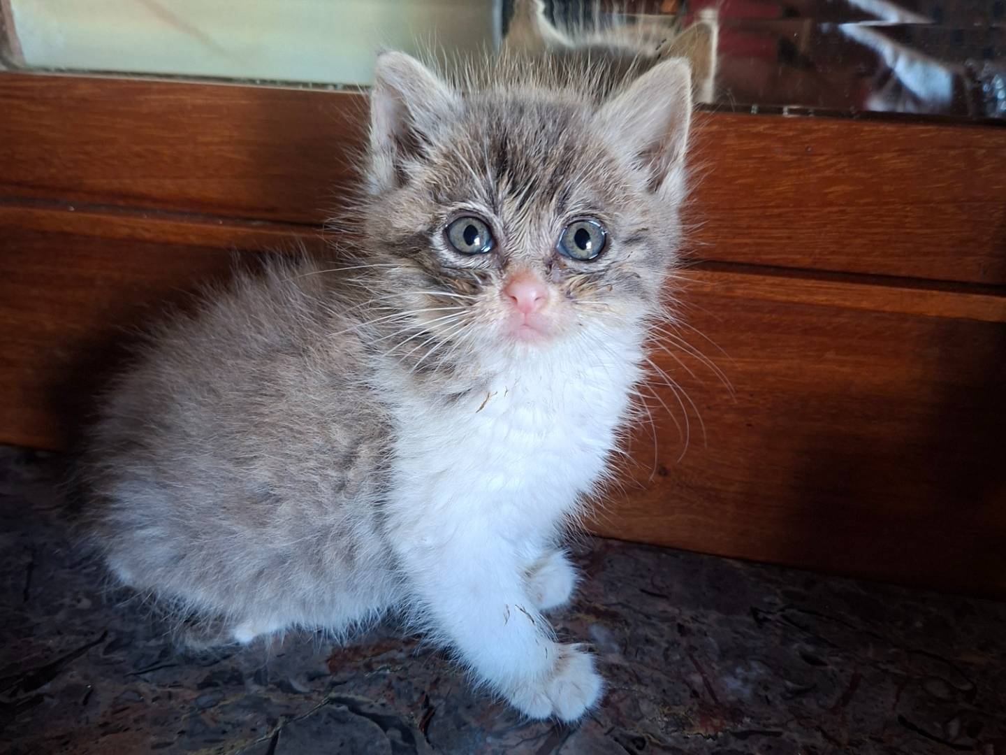 Adozione gatto, maschio, Razza sconosciuta Razza sconosciuta, 2 mesi, taglia non valida, Viterbo