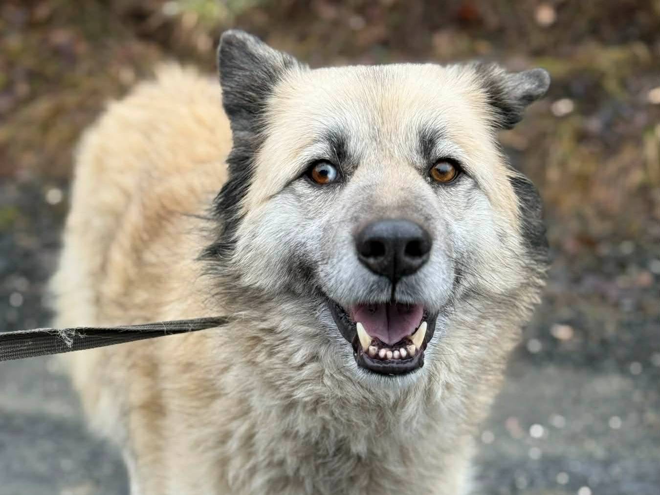 Adotta un cane, femmina, 6 anni, Firenze