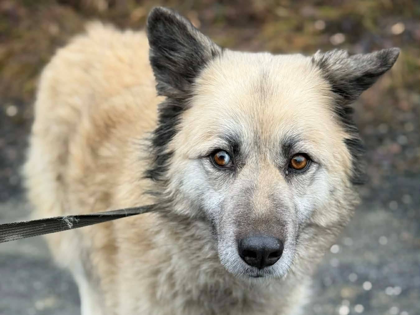 Vuoi adottare un cane a Firenze?