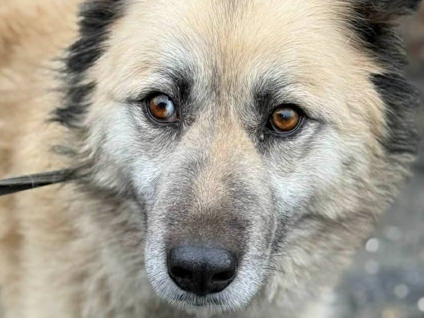 Adotta il cane GALA a Firenze