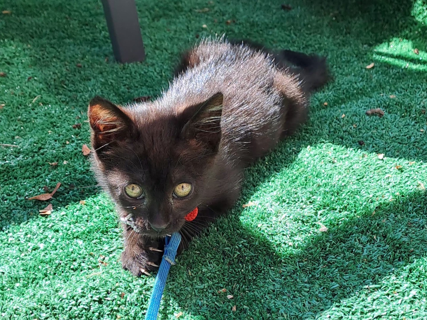 Adozione gatto, femmina, Razza sconosciuta Razza sconosciuta, 3 mesi, taglia non valida, Avellino