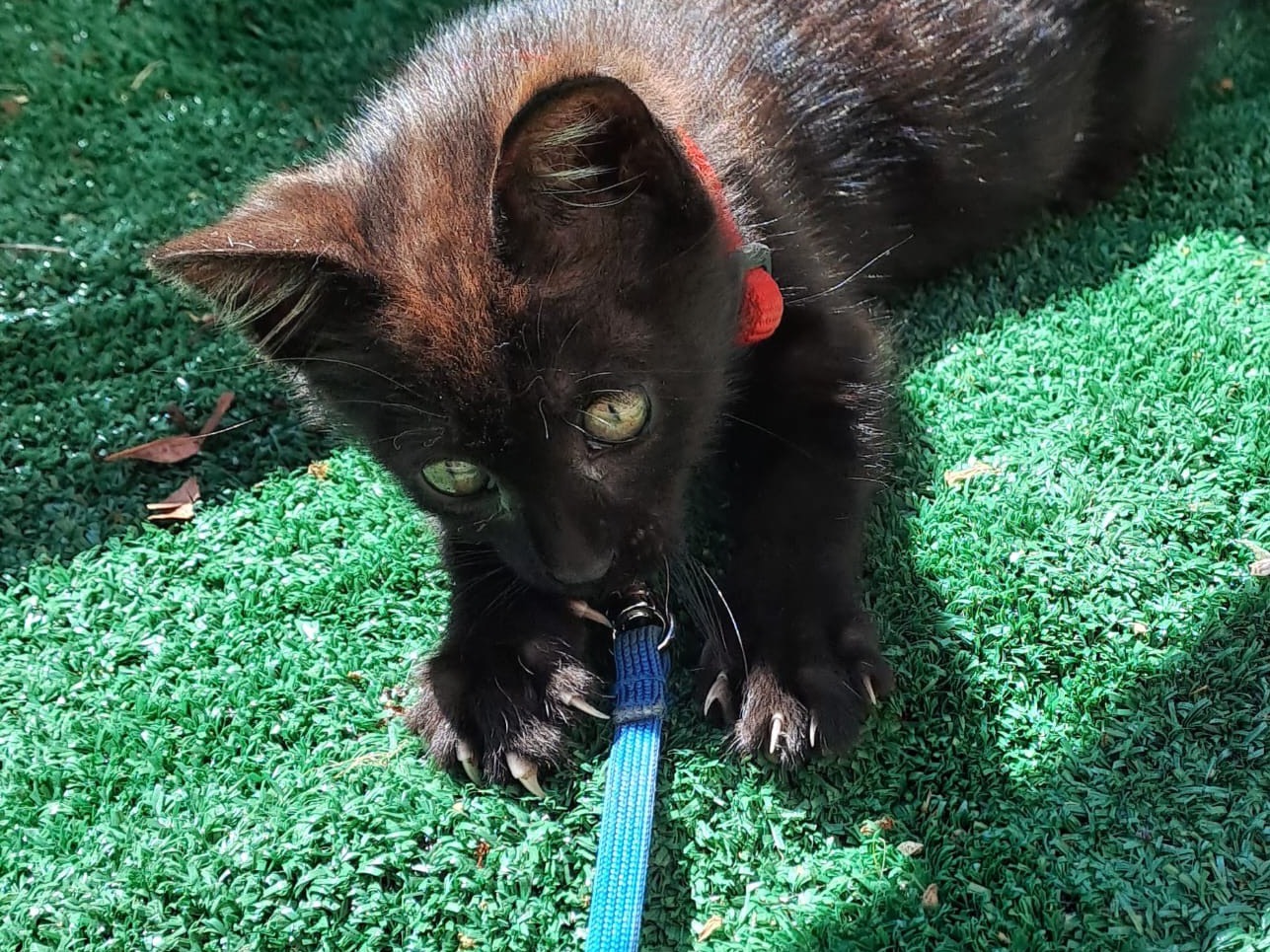 Adotta un gatto, femmina, 3 mesi, Avellino