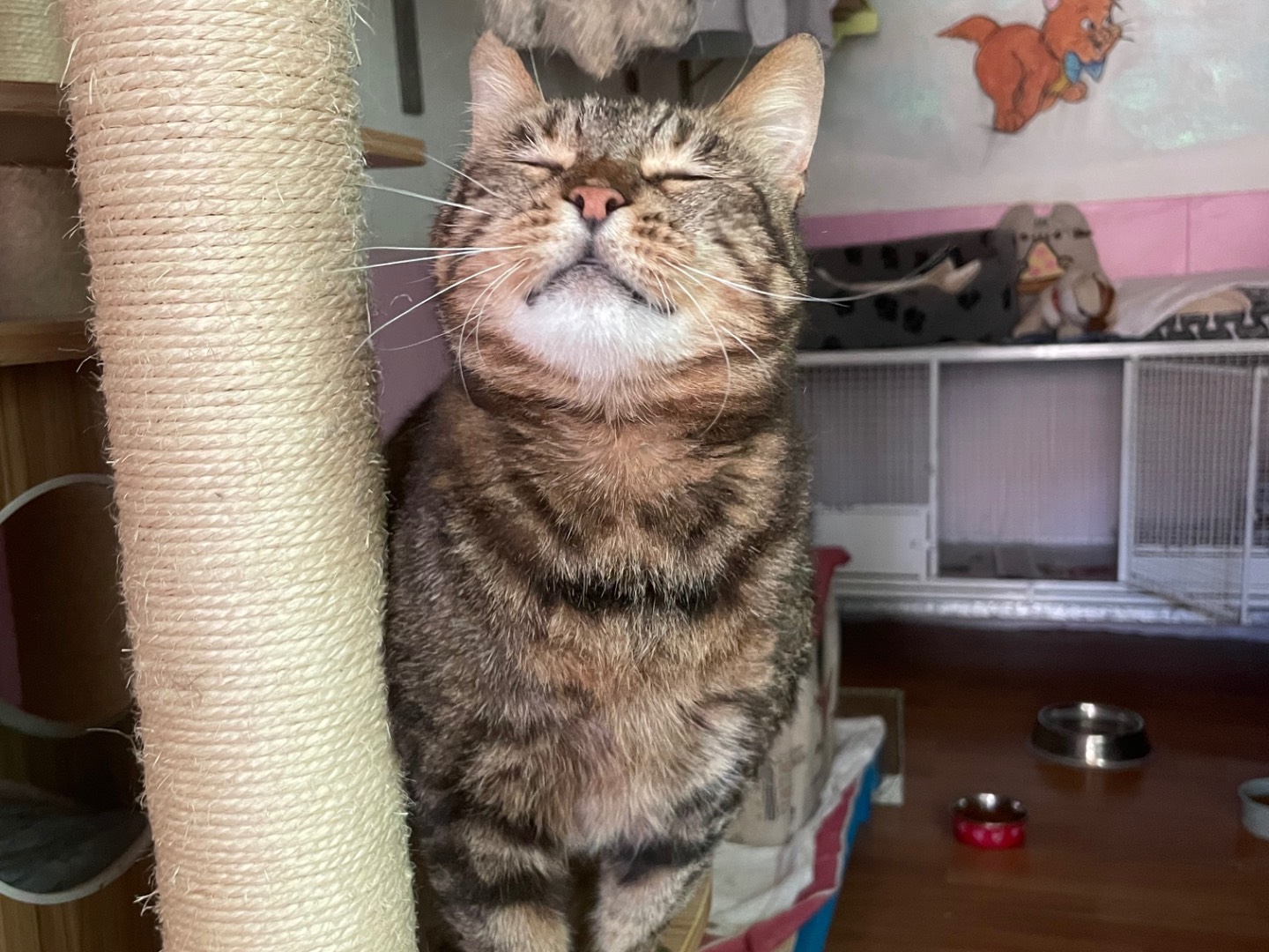 Adozione gatto, femmina, Razza sconosciuta Razza sconosciuta, 12 anni e 4 mesi, taglia non valida, Milano