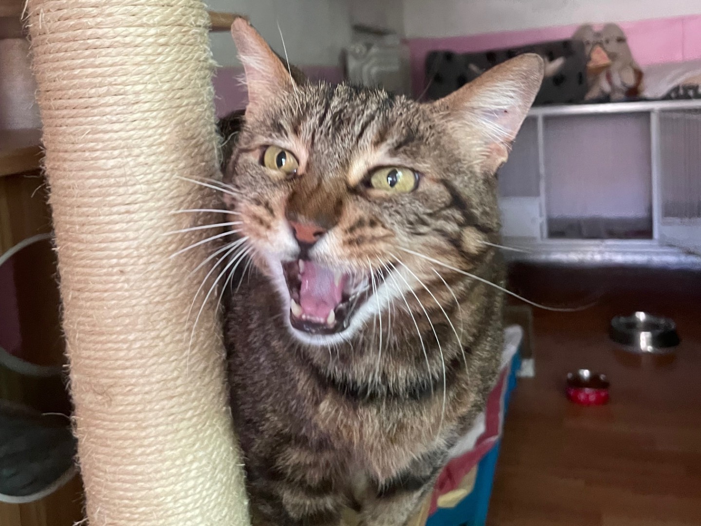 Adotta un gatto, taglia non valida, femmina, Milano