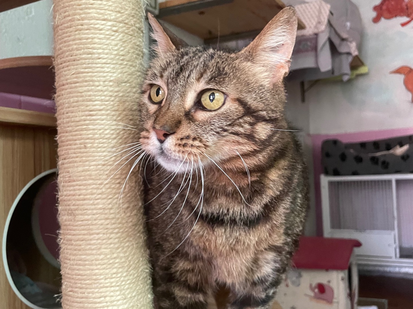 Vuoi adottare un gatto a Milano?