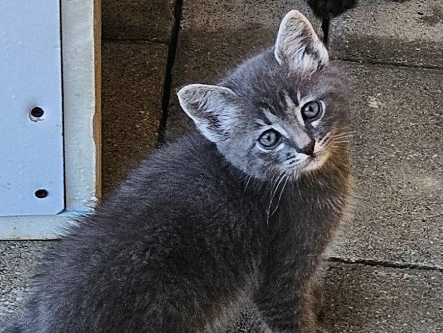 Vuoi adottare un gatto a Rieti?