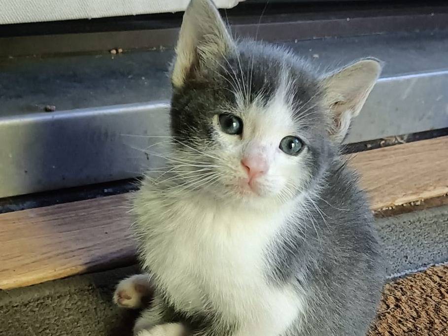 Adozione gatto, maschio, Razza sconosciuta Razza sconosciuta, 2 mesi, taglia non valida, Rieti