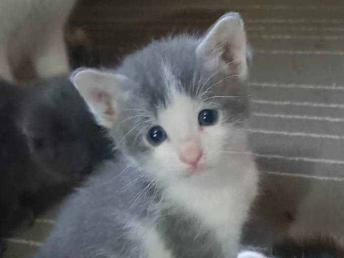 Adotta un gatto, maschio, 2 mesi, Rieti
