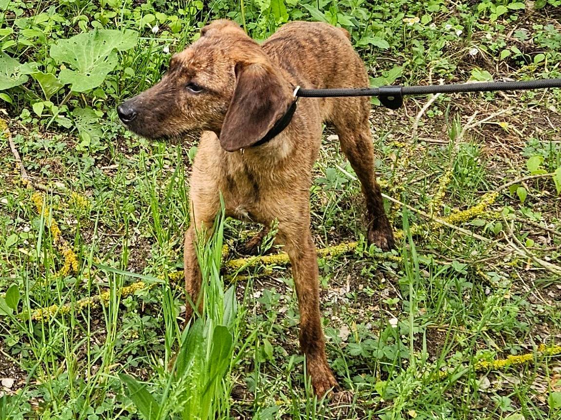 Foto 2 dell'animale