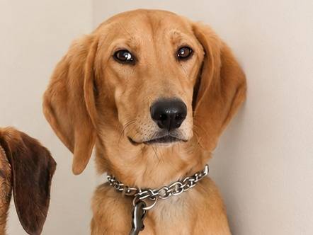 Adotta un cane, taglia media contenuta, maschio, Rieti