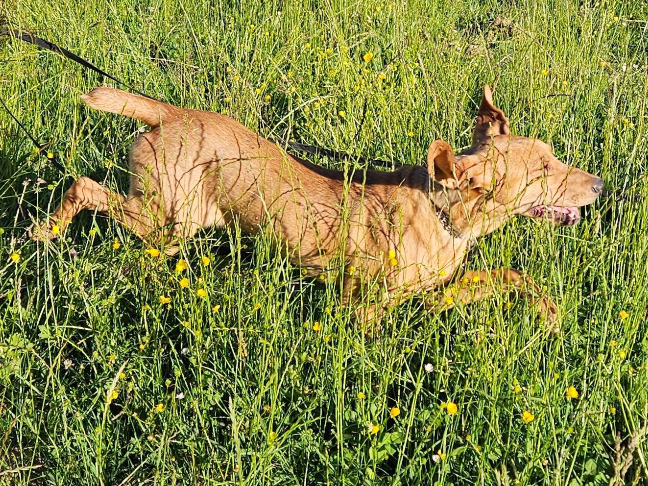 Vuoi adottare un cane a Rieti?