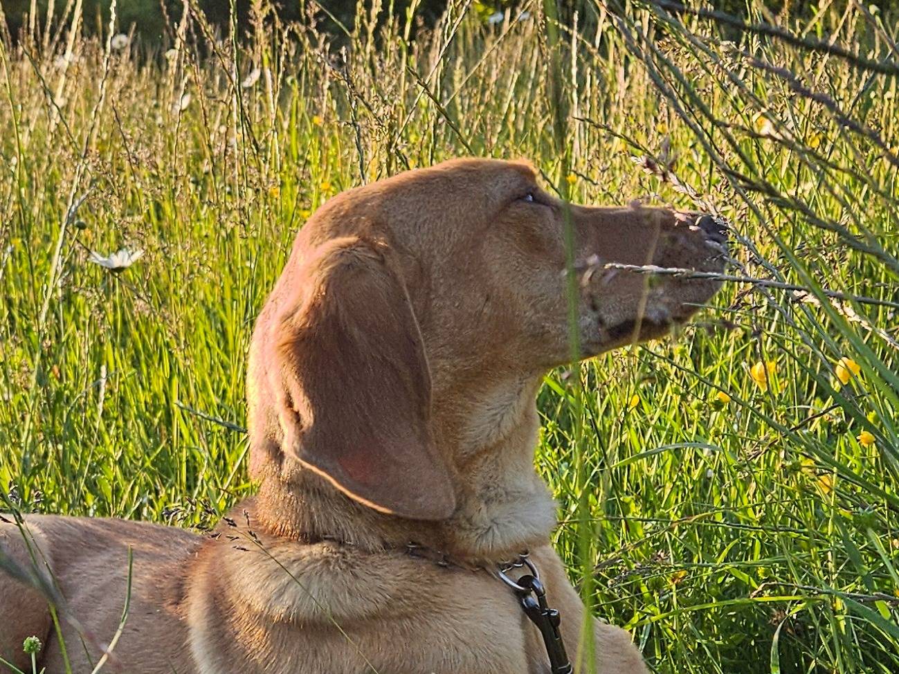Adotta un cane, maschio, 1 anno, Rieti