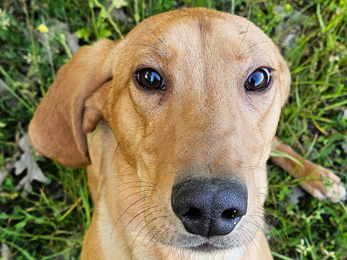 Adozione cane, maschio, Segugio Razza sconosciuta, 1 anno, taglia media contenuta, Rieti