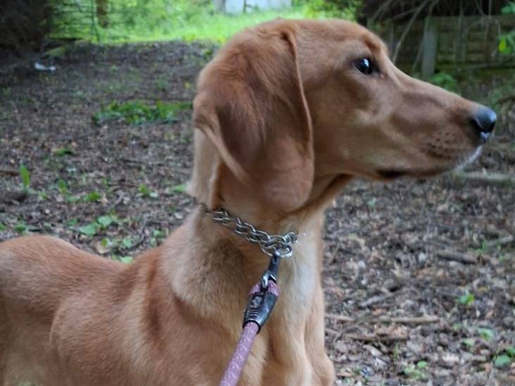 Adotta il cane Ken detto IL BIONDO a Rieti