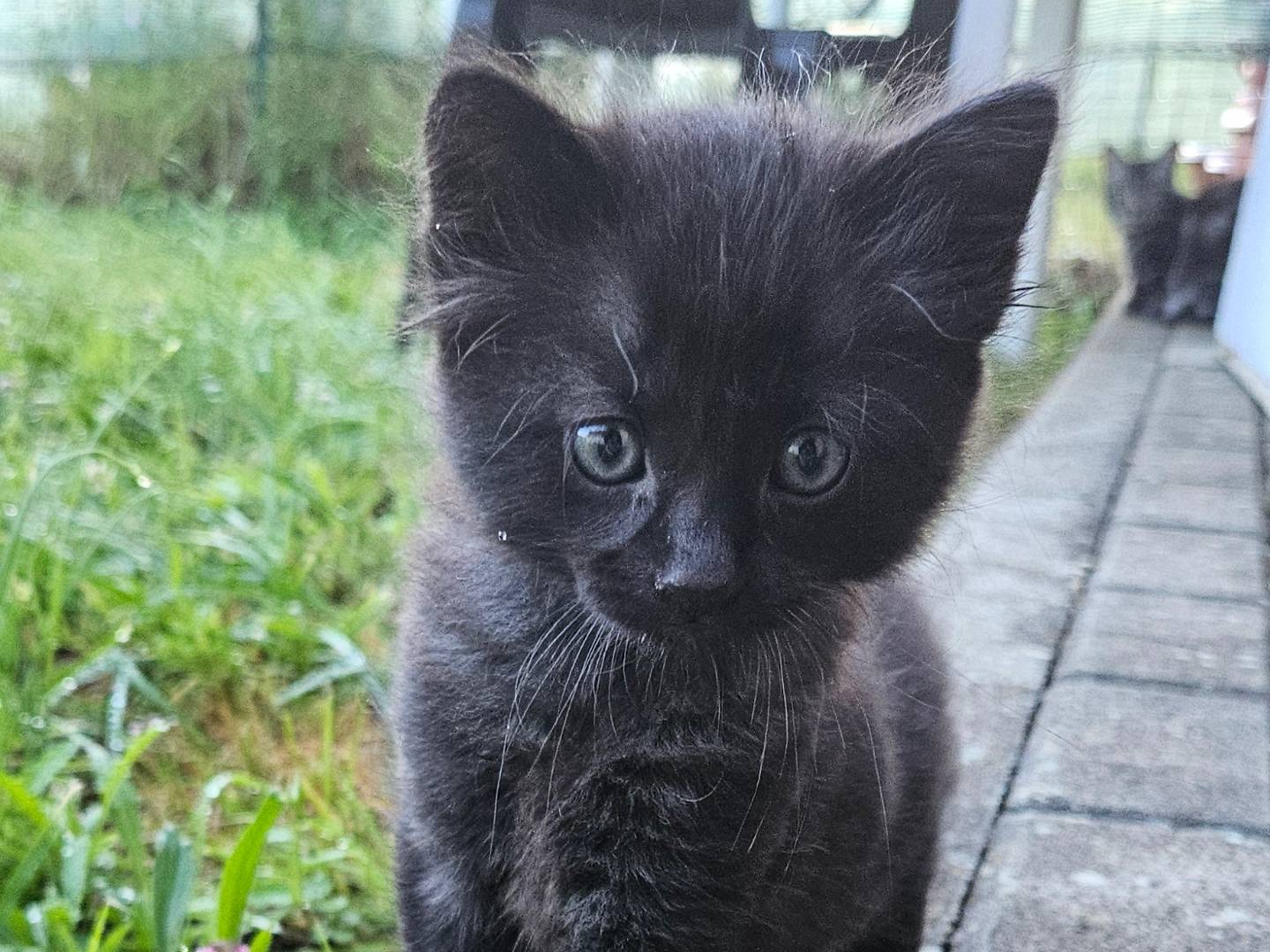 Adotta un gatto, maschio, 2 mesi, Rieti