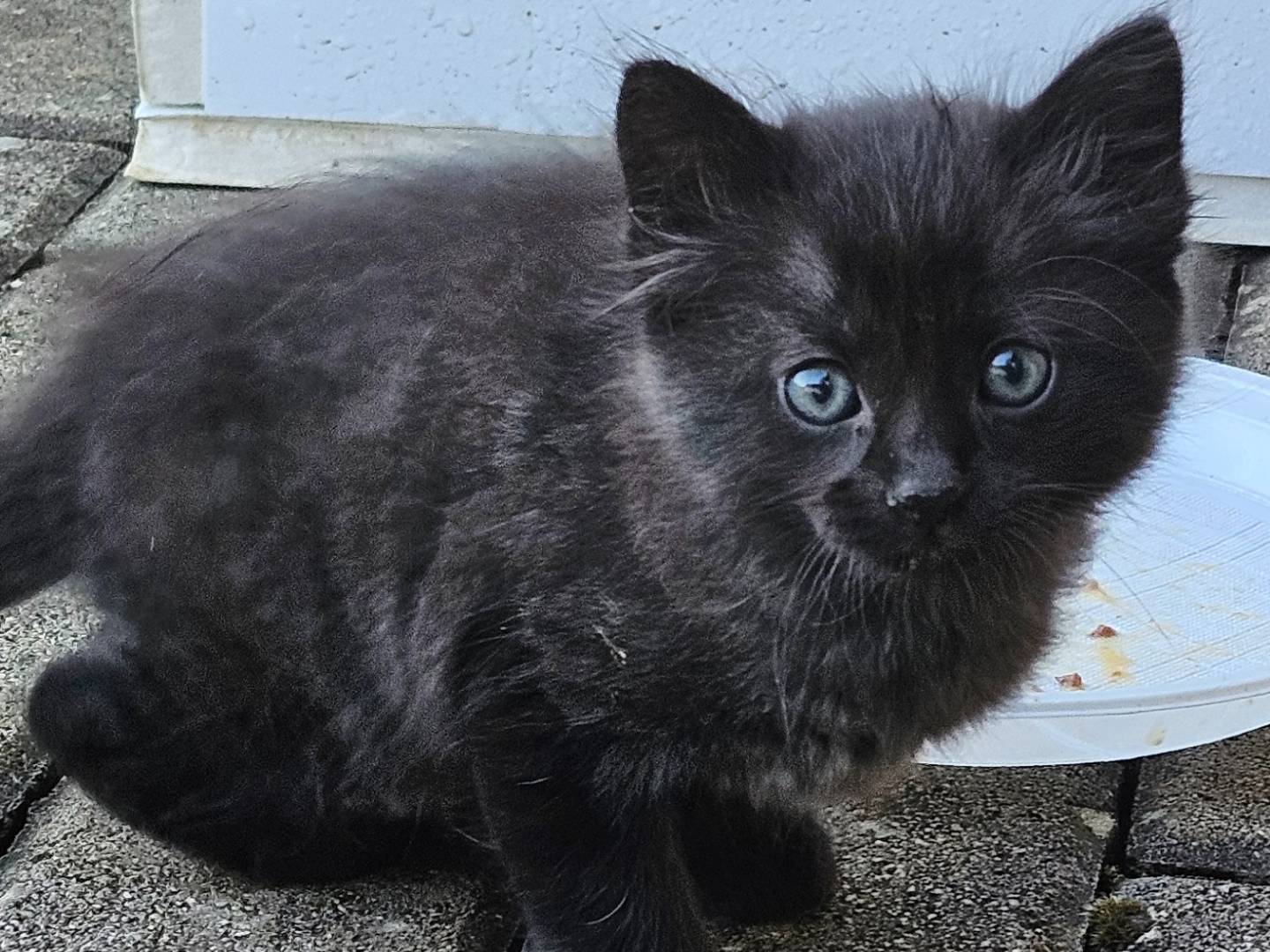 Adotta un gatto, taglia non valida, maschio, Rieti