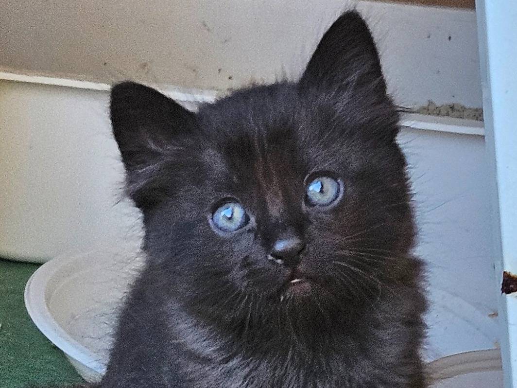 Adozione gatto, maschio, Razza sconosciuta Razza sconosciuta, 2 mesi, taglia non valida, Rieti