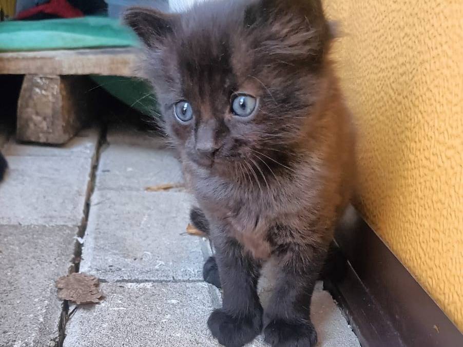 Vuoi adottare un gatto a Rieti?