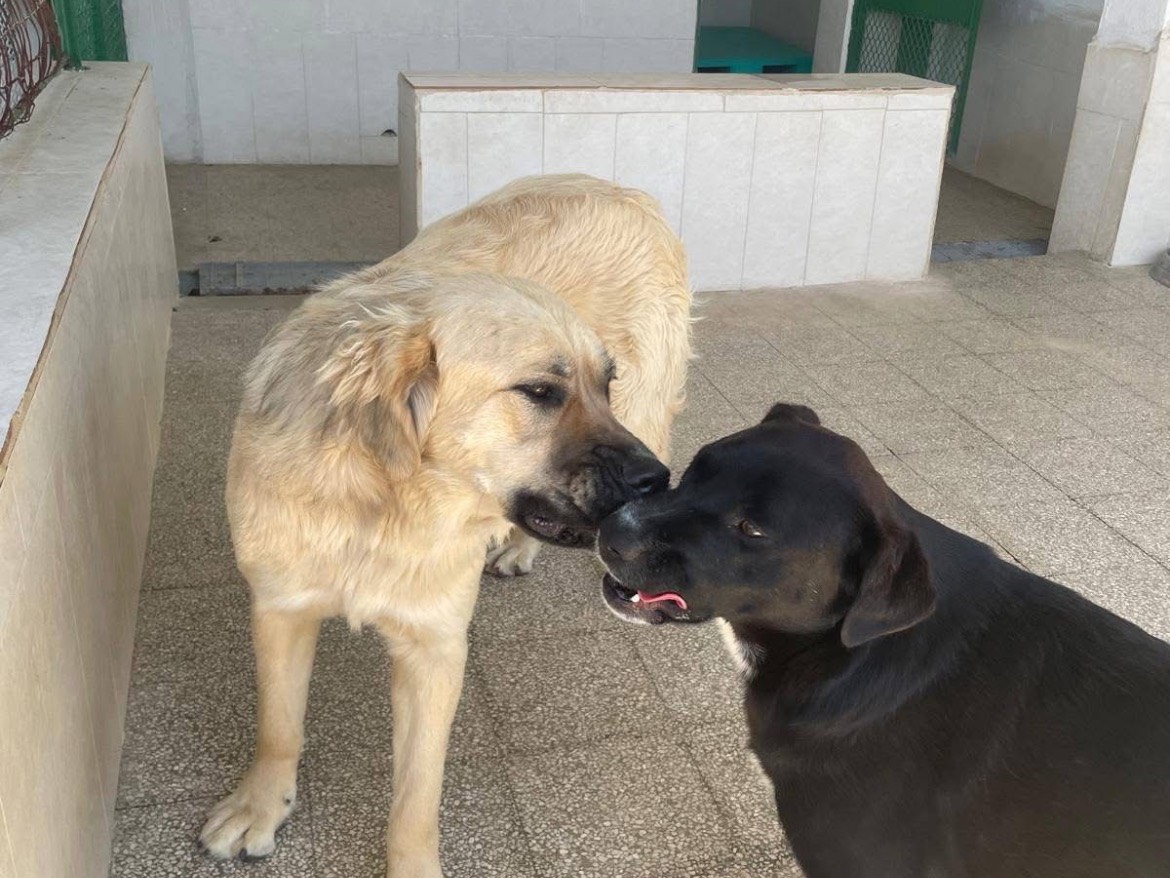 Adotta un cane, taglia media, maschio, Caserta