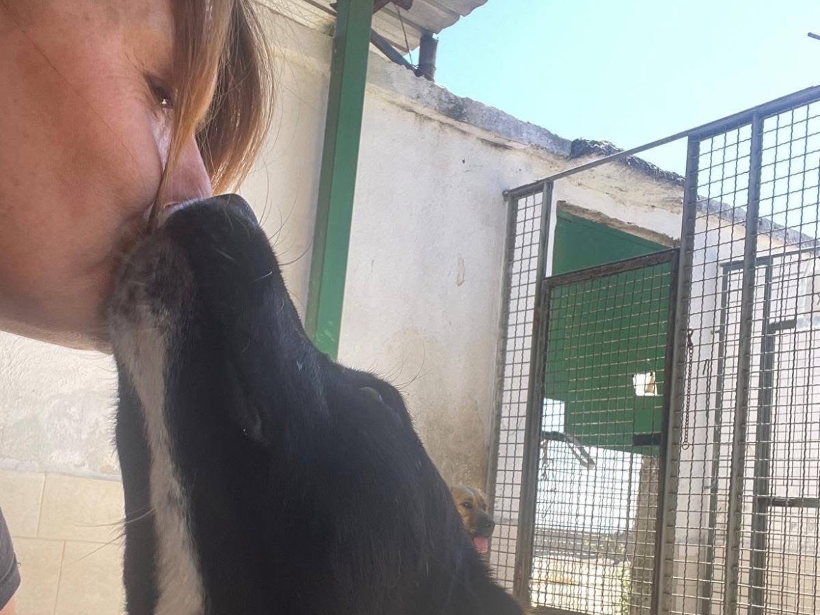 Adotta un cane, maschio, 1 anno e 6 mesi, Caserta