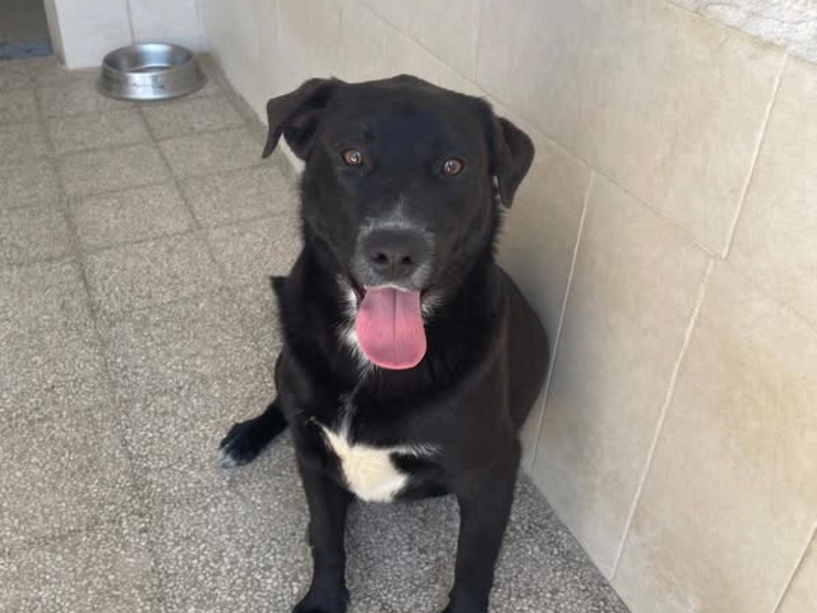 Adozione cane, maschio, Labrador Retriever Razza sconosciuta, 1 anno e 6 mesi, taglia media, Caserta
