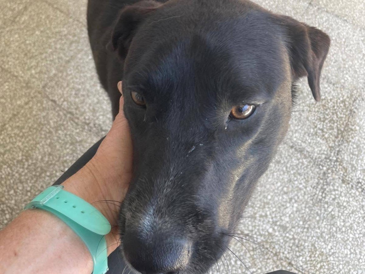Adotta il cane Clyde Black a Caserta