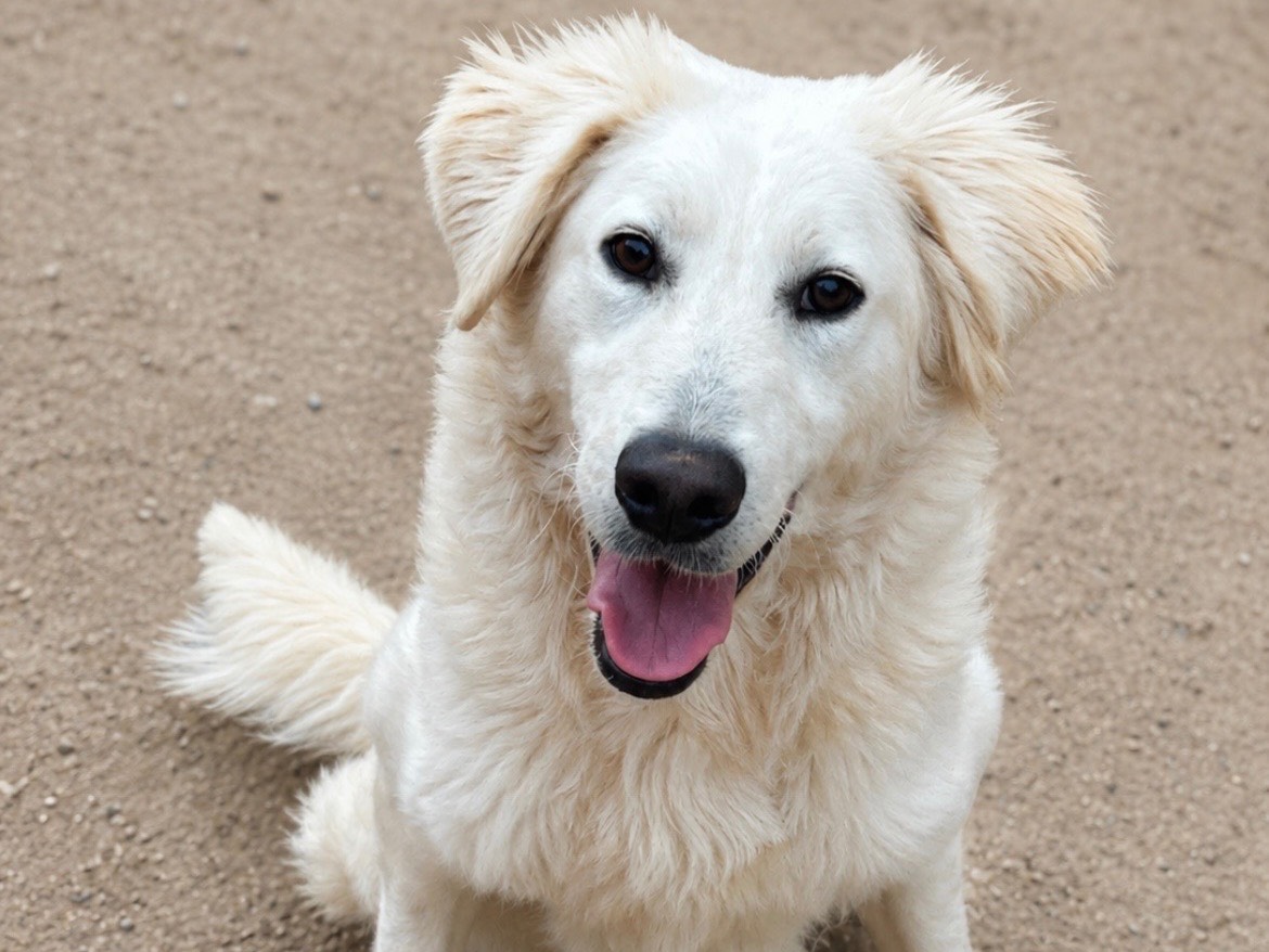 Adozione cane, femmina, Razza sconosciuta Razza sconosciuta, 1 anno e 4 mesi, taglia media, Sud