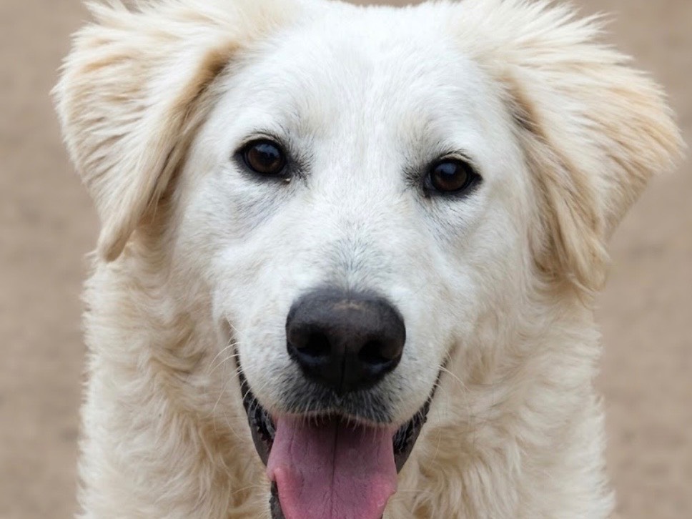 Adotta un cane, taglia media, femmina, Sud