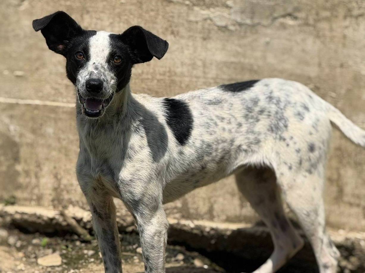 Adotta un cane, femmina, 2 anni e 11 mesi, Firenze