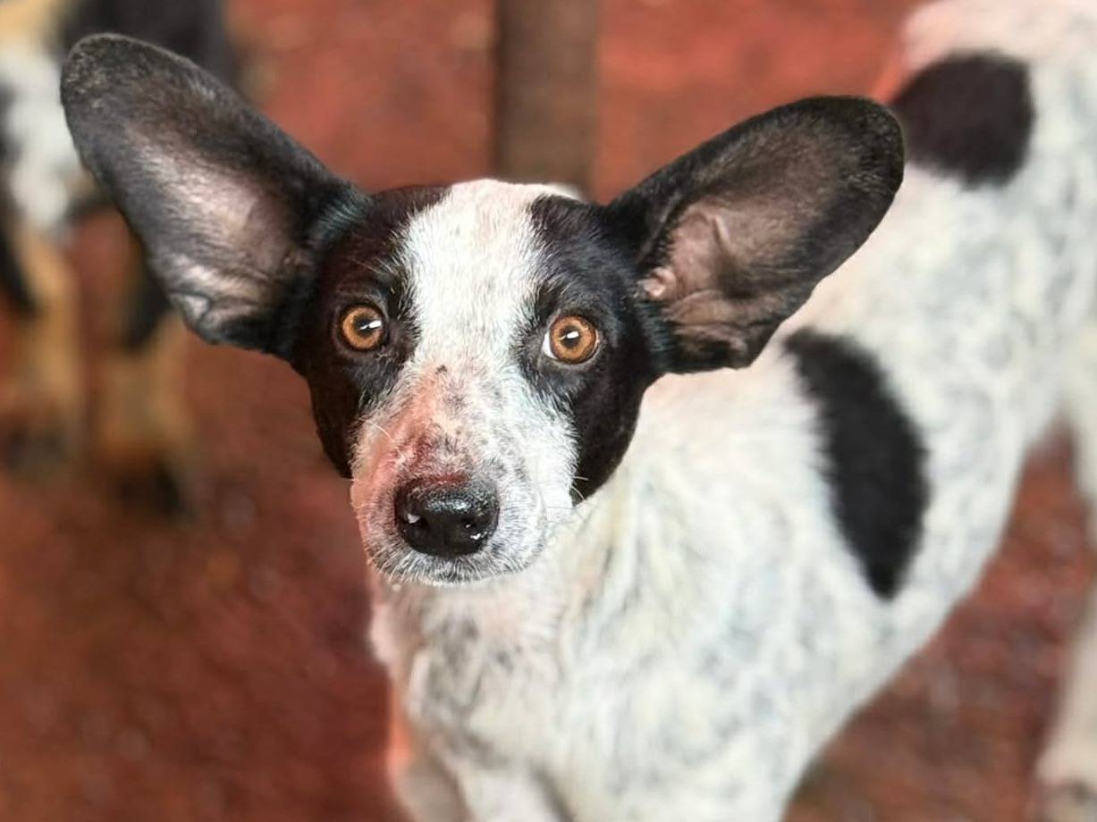 Adozione cane, femmina, Razza sconosciuta Razza sconosciuta, 2 anni e 11 mesi, taglia media contenuta, Firenze
