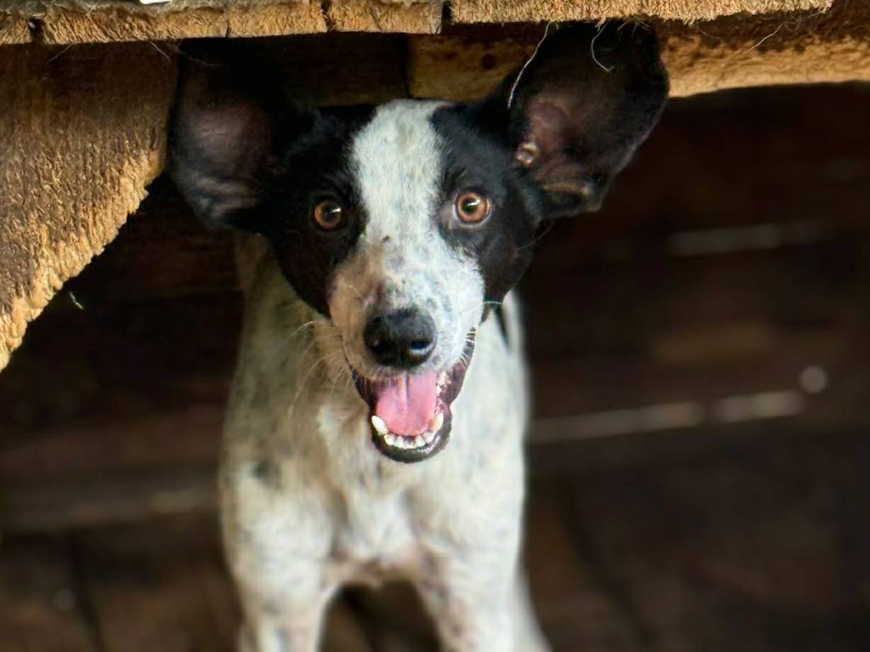 Adotta un cane, taglia media contenuta, femmina, Firenze