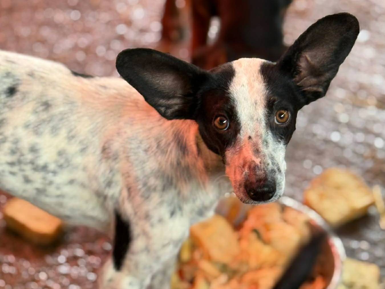 Vuoi adottare un cane a Firenze?