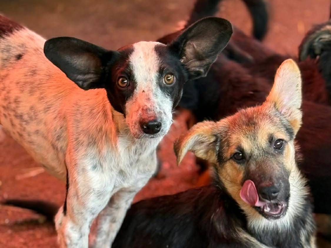 Adotta il cane STRACCIATELLA a Firenze