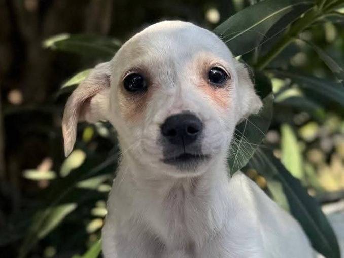 Adozione cane, femmina, Razza sconosciuta Razza sconosciuta, 3 mesi, taglia media contenuta, Cosenza