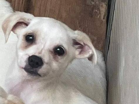 Adotta un cane, femmina, 3 mesi, Cosenza
