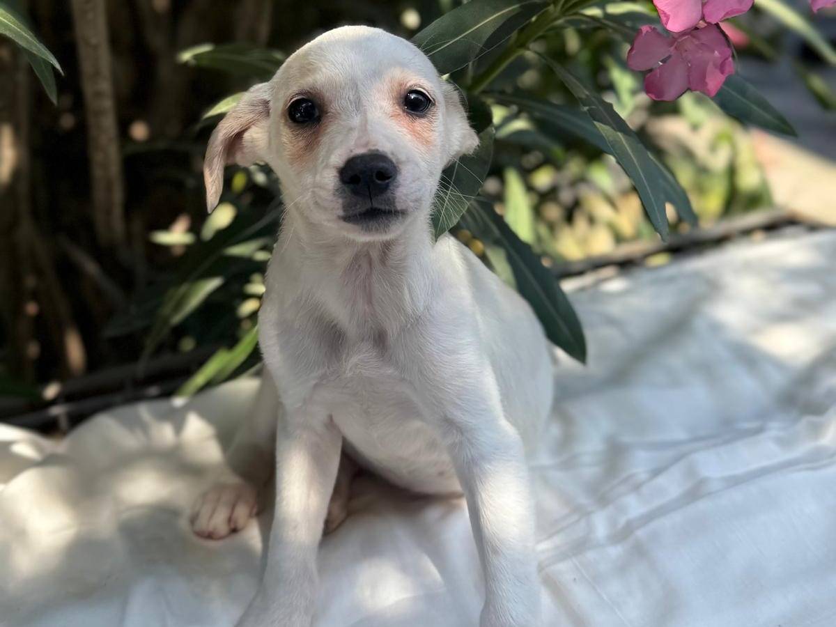 Adotta un cane, taglia media contenuta, femmina, Cosenza