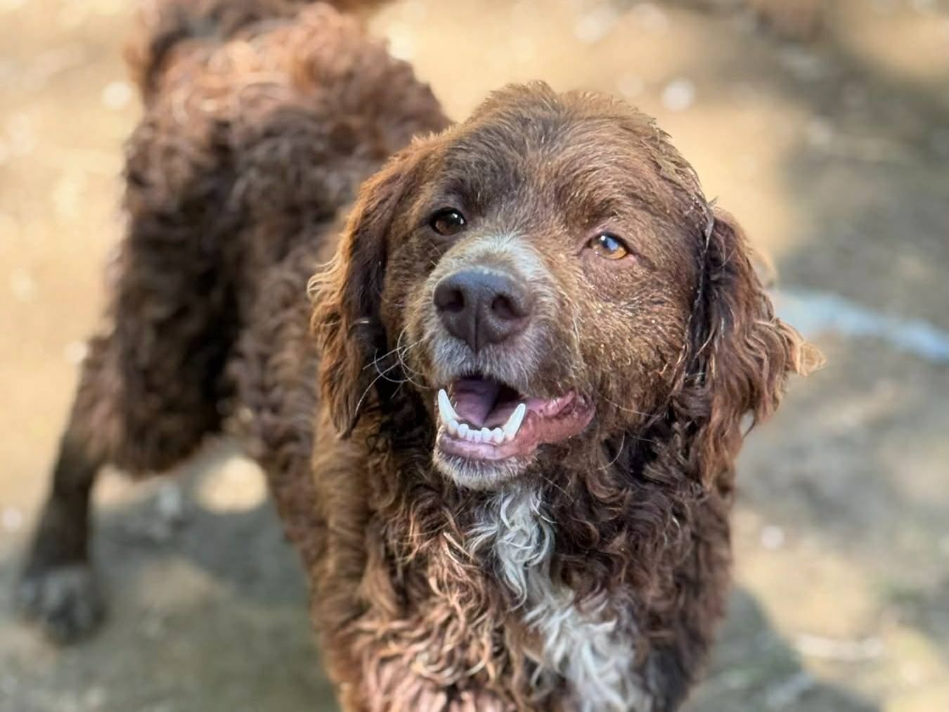 Adozione cane, maschio, Razza sconosciuta Razza sconosciuta, 2 anni, taglia media contenuta, Firenze