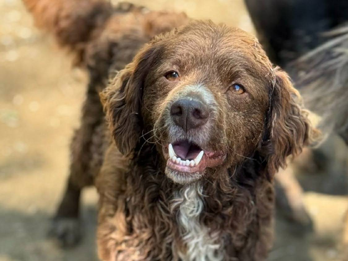 Adotta un cane, taglia media contenuta, maschio, Firenze