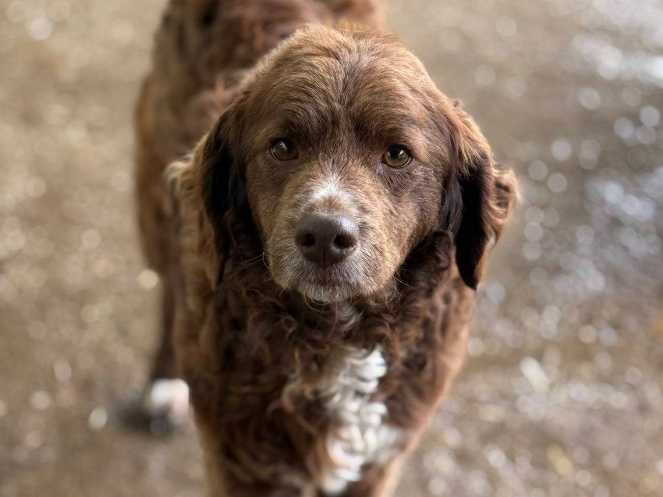 Vuoi adottare un cane a Firenze?
