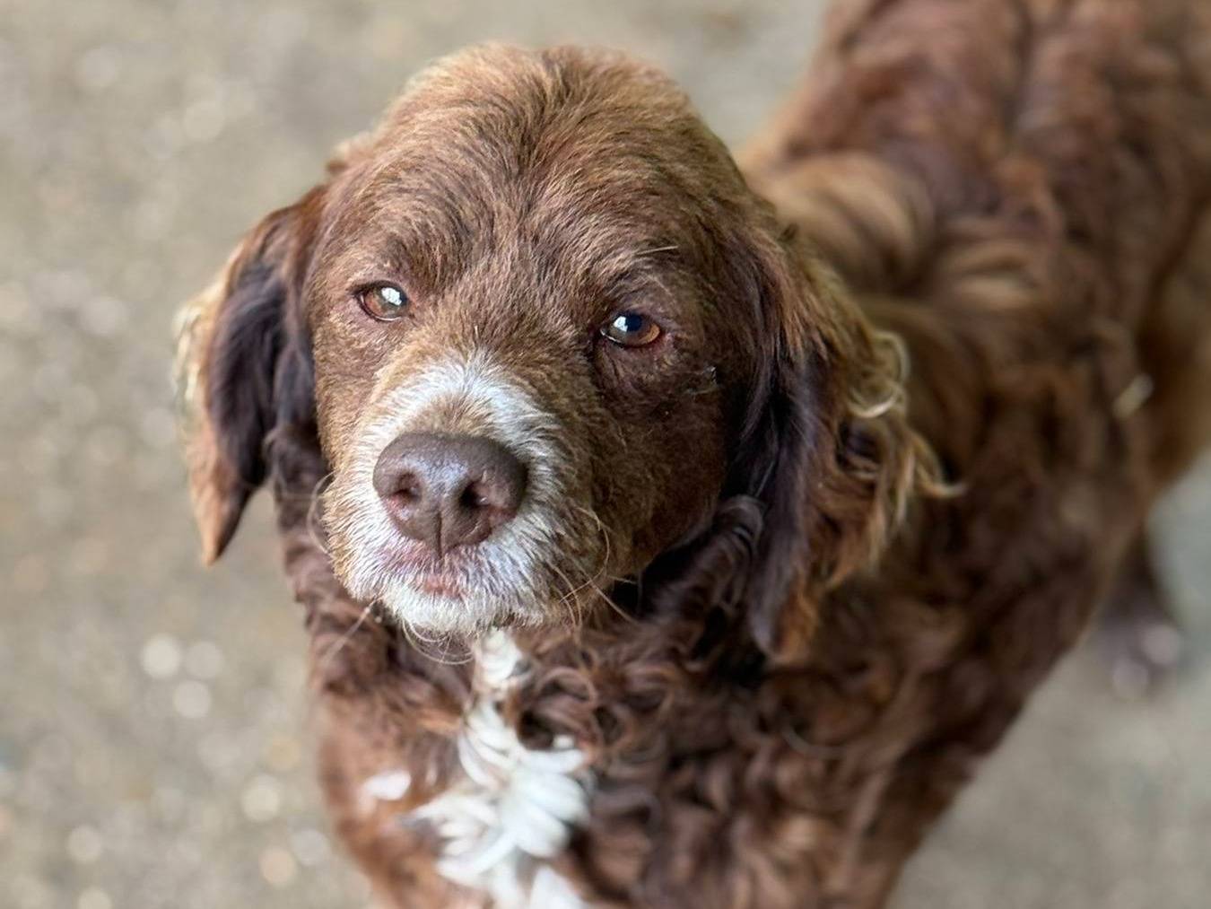 Adotta un cane, maschio, 2 anni, Firenze