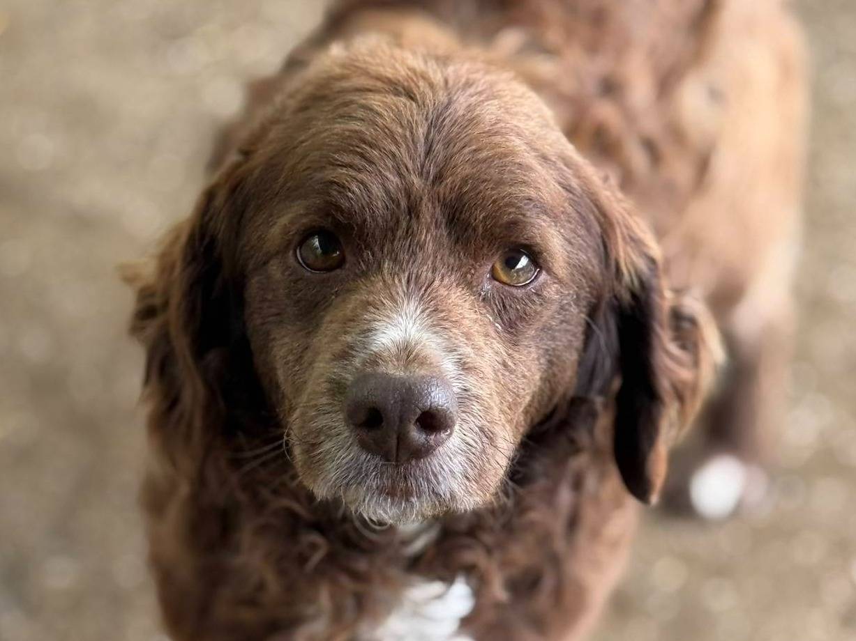 Adotta il cane COFFEE a Firenze