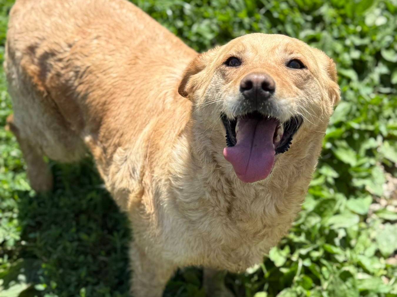 Adozione cane, femmina, Labrador Retriever Razza sconosciuta, 5 anni e 1 mese, taglia media, Firenze