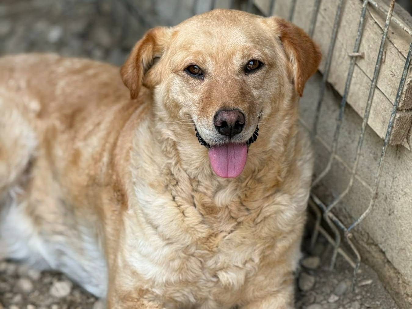 Adotta un cane, femmina, 5 anni e 1 mese, Firenze