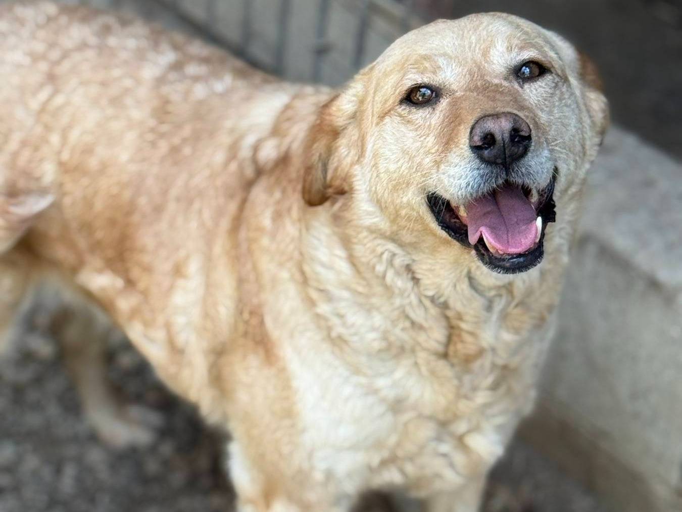 Adotta un cane, taglia media, femmina, Firenze