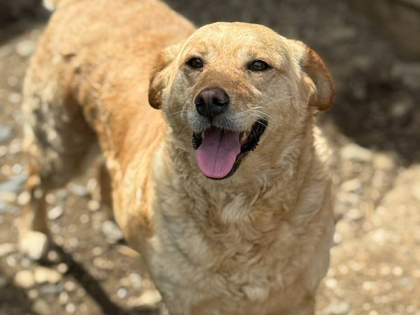 Adotta il cane GOLDIE a Firenze