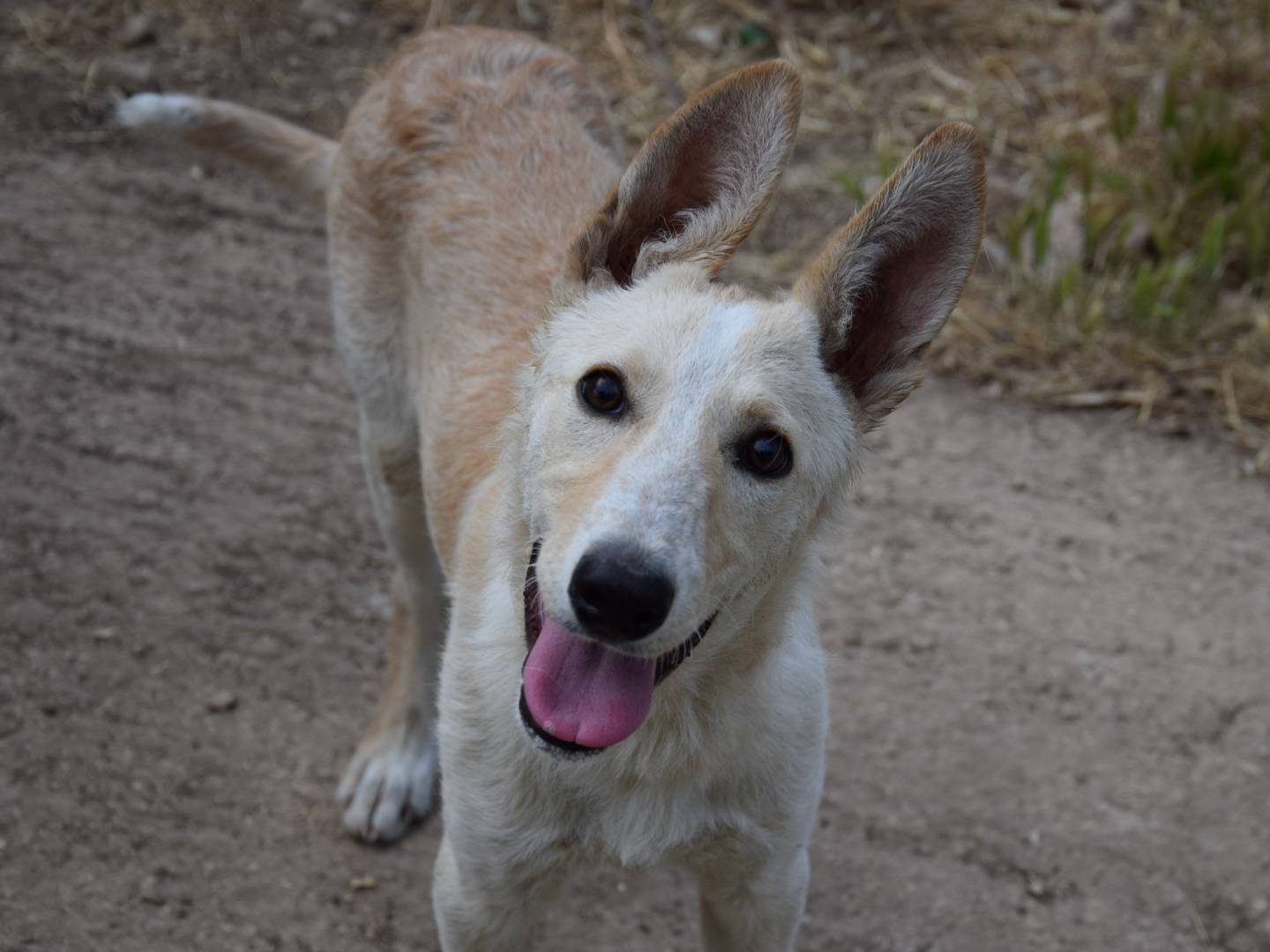 Adozione cane, femmina, Razza sconosciuta Razza sconosciuta, 6 mesi, taglia media contenuta, Siracusa