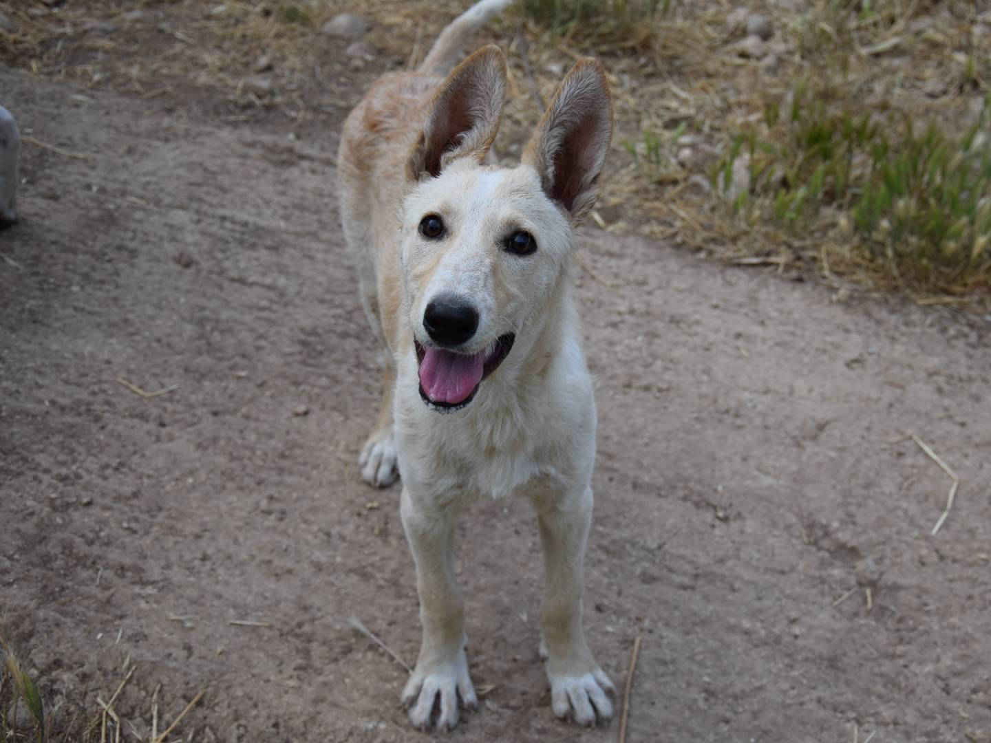 Vuoi adottare un cane a Siracusa?