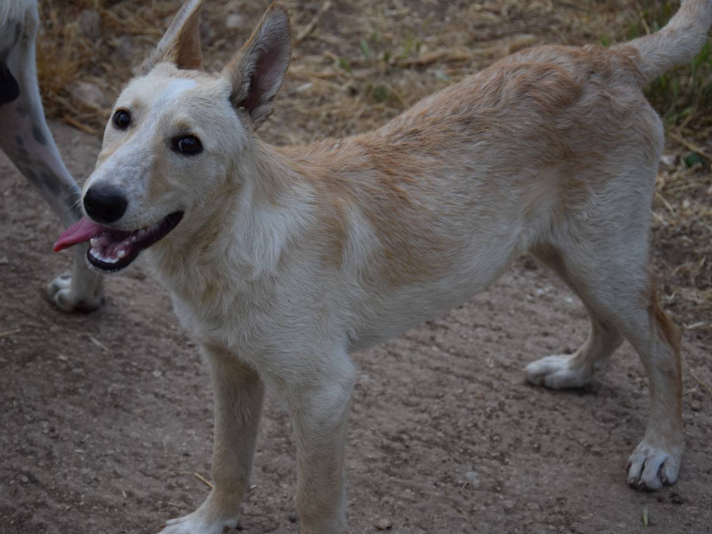 Adotta il cane Pulce a Siracusa