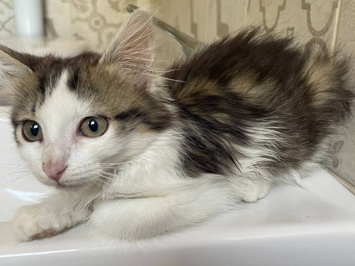 Adozione gatto, femmina, Razza sconosciuta Razza sconosciuta, 3 mesi, taglia non valida, Varese