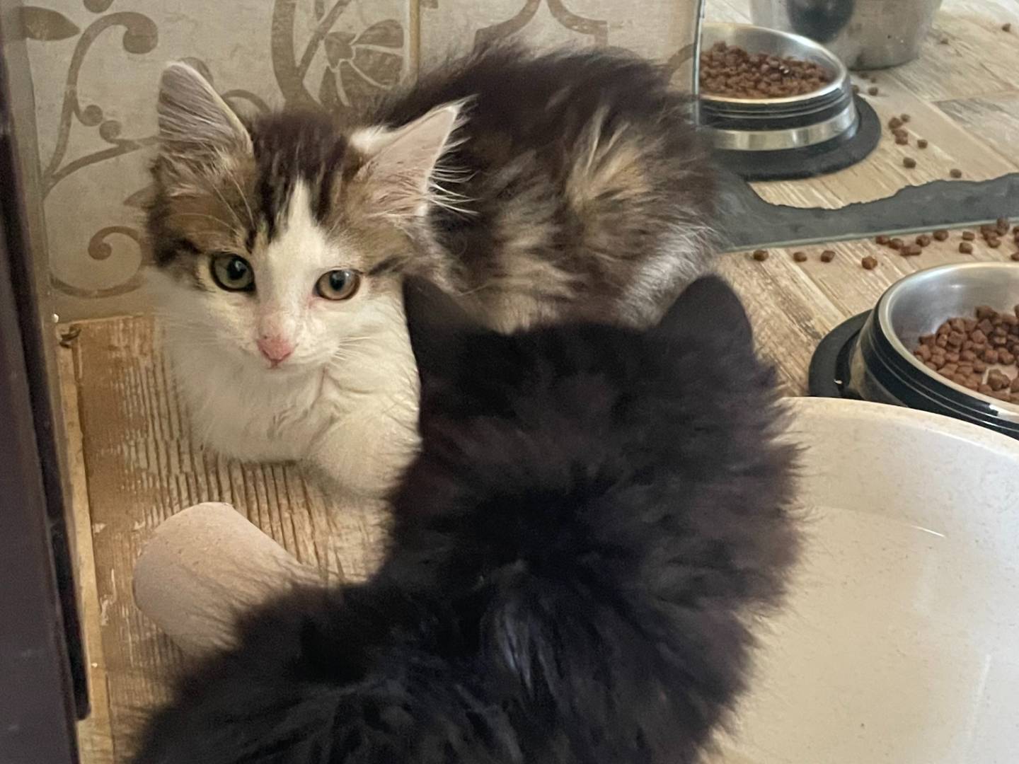Adotta un gatto, femmina, 3 mesi, Varese